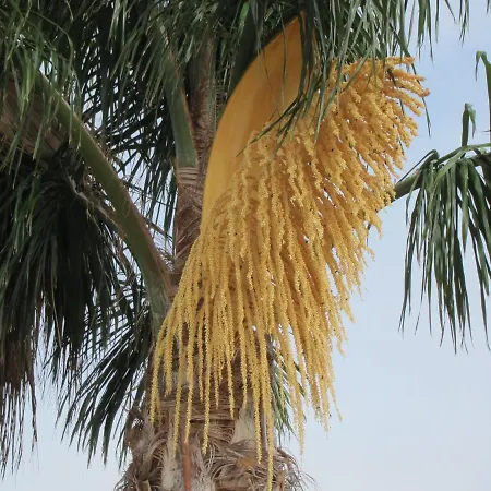 Reves D'ocean 圣巴巴拉德尼克斯