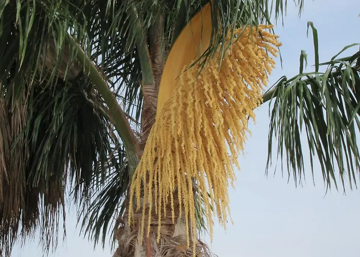 Reves D'ocean Santa Bárbara de Nexe